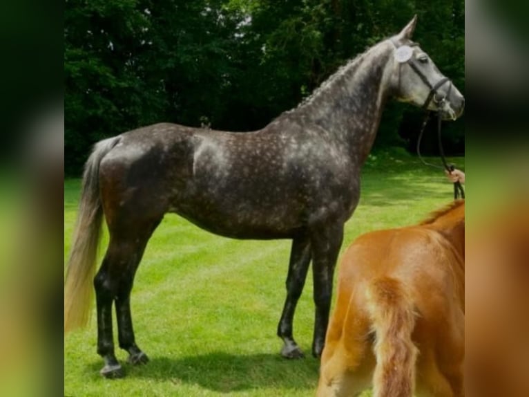 Koń hanowerski Klacz 11 lat 178 cm Siwa in Lemwerder
