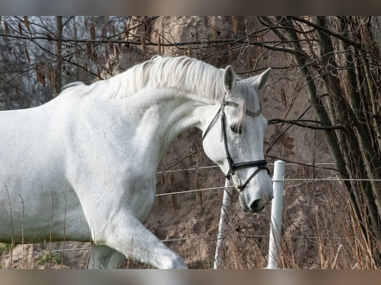 Koń hanowerski Klacz 11 lat 178 cm Siwa in Uzhhorod
