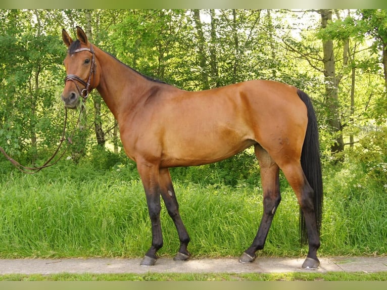 Koń hanowerski Klacz 12 lat 158 cm Gniada in Uplengen