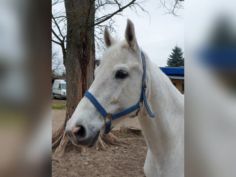 Koń hanowerski Klacz 12 lat 160 cm Siwa in Pęzino