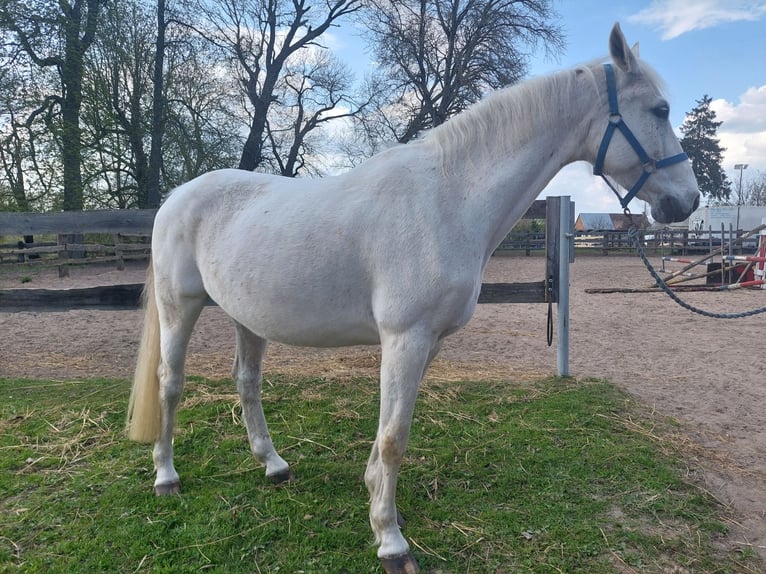 Koń hanowerski Klacz 12 lat 160 cm Siwa in Pęzino