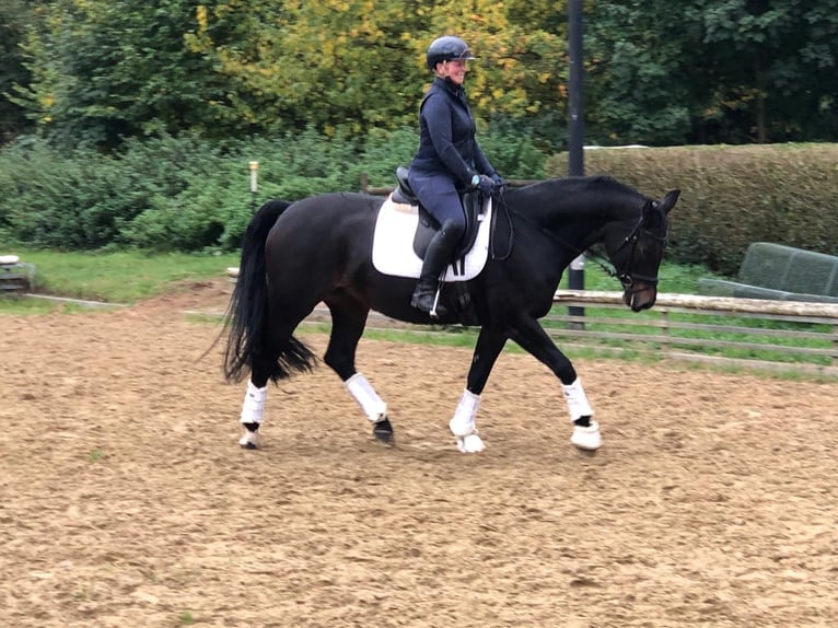 Koń hanowerski Klacz 12 lat 162 cm Ciemnogniada in Aachen
