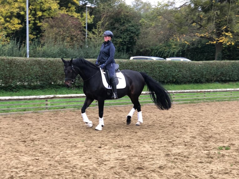 Koń hanowerski Klacz 12 lat 162 cm Ciemnogniada in Aachen