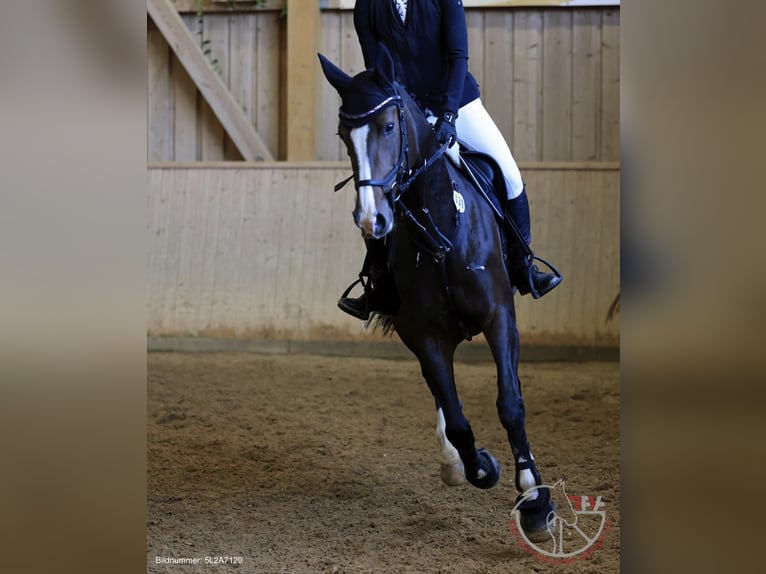 Koń hanowerski Klacz 12 lat 165 cm Ciemnogniada in Friedrichshafen