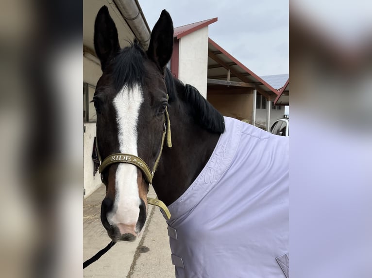 Koń hanowerski Klacz 12 lat 165 cm Ciemnogniada in Friedrichshafen