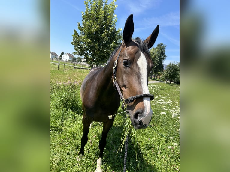 Koń hanowerski Klacz 12 lat 165 cm Ciemnogniada in Friedrichshafen