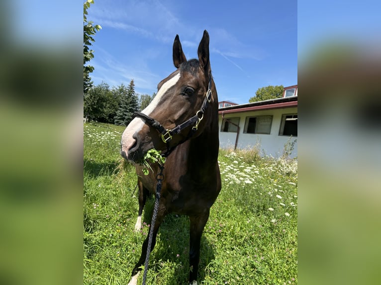 Koń hanowerski Klacz 12 lat 165 cm Ciemnogniada in Friedrichshafen