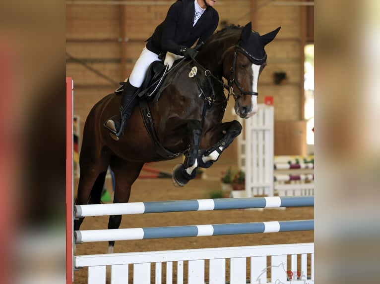 Koń hanowerski Klacz 12 lat 165 cm Ciemnogniada in Friedrichshafen