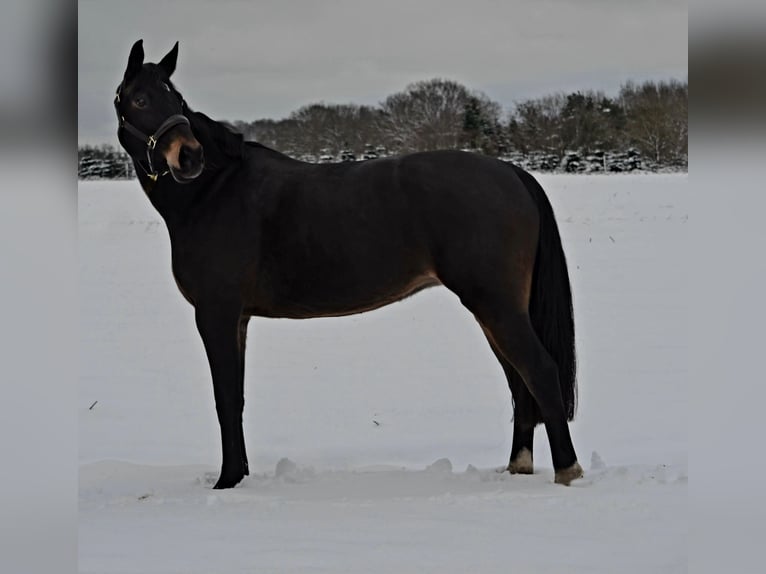 Koń hanowerski Klacz 12 lat 165 cm Ciemnogniada in Oyten