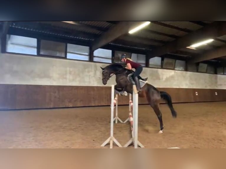 Koń hanowerski Klacz 12 lat 165 cm Ciemnogniada in MünsterMünster