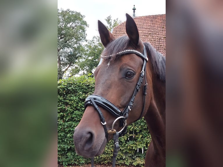 Koń hanowerski Klacz 12 lat 165 cm Ciemnogniada in MünsterMünster