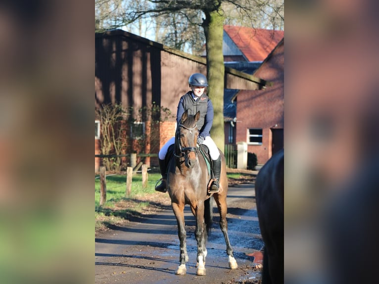 Koń hanowerski Klacz 12 lat 165 cm Ciemnogniada in MünsterMünster