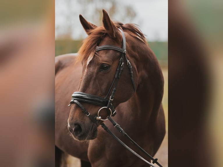 Koń hanowerski Klacz 12 lat 165 cm Ciemnokasztanowata in Bremerhaven