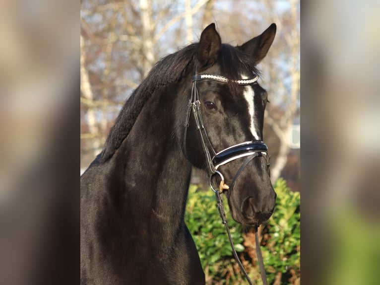 Koń hanowerski Klacz 12 lat 165 cm Kara in Selsingen