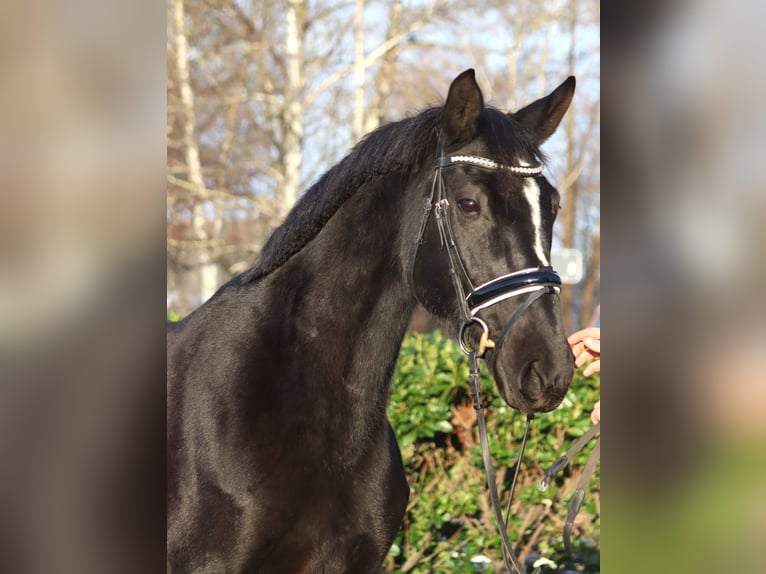 Koń hanowerski Klacz 12 lat 165 cm Kara in Selsingen