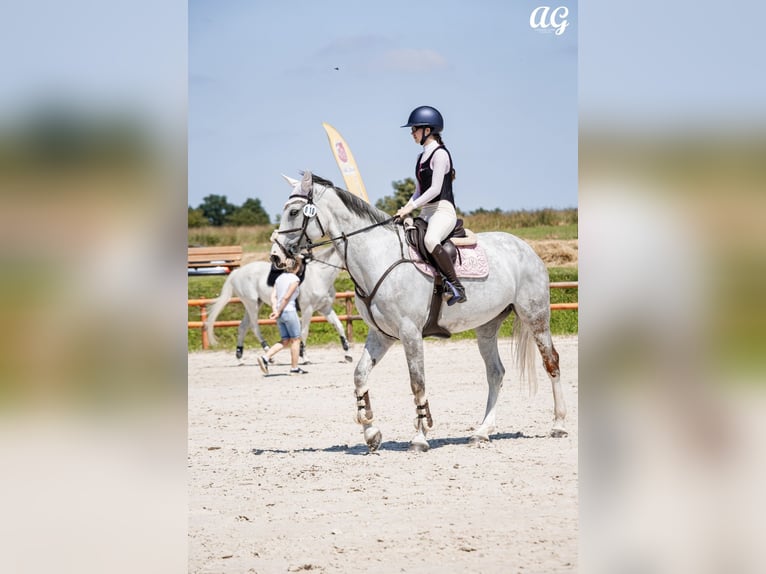 Koń hanowerski Klacz 12 lat 166 cm Siwa in Stary Wołów