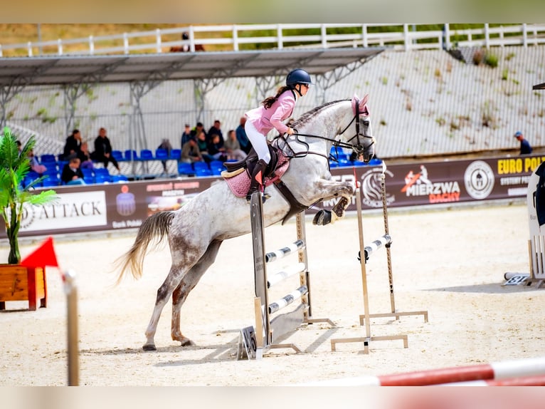 Koń hanowerski Klacz 12 lat 166 cm Siwa in Stary Wołów