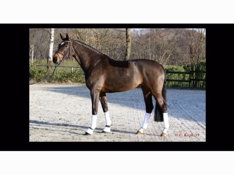 Koń hanowerski Klacz 12 lat 167 cm Ciemnogniada in Vechta