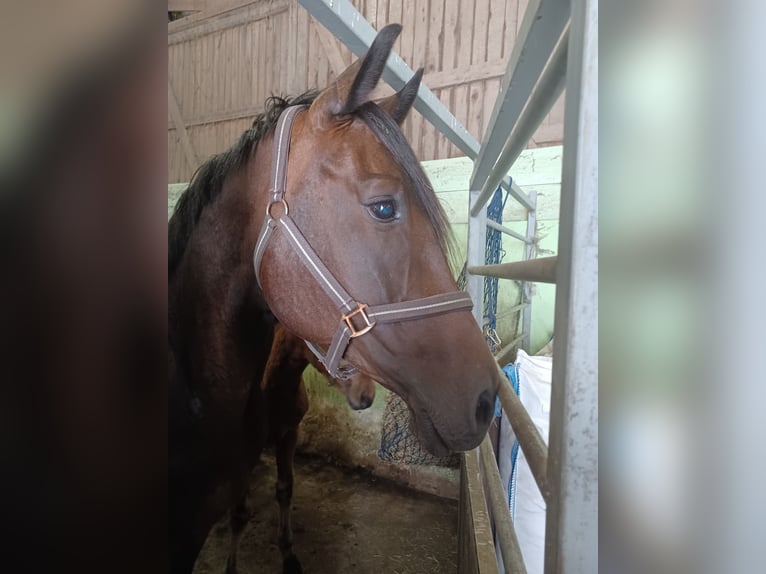 Koń hanowerski Klacz 12 lat 167 cm Ciemnogniada in Mühlenberge