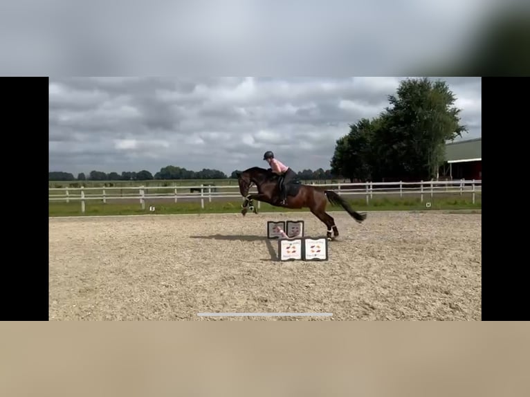 Koń hanowerski Klacz 12 lat 167 cm Ciemnogniada in Winsen (Luhe)