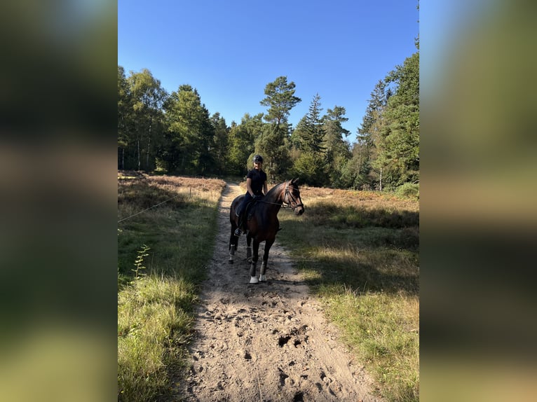 Koń hanowerski Klacz 12 lat 167 cm Ciemnogniada in Winsen (Luhe)