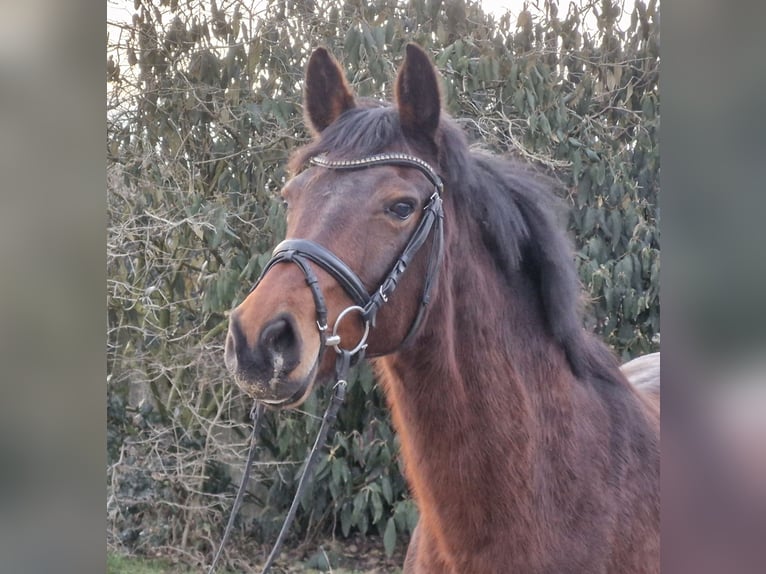 Koń hanowerski Klacz 12 lat 167 cm Gniada in Ostercappeln