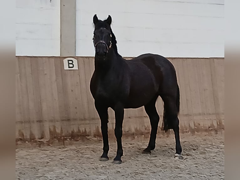 Koń hanowerski Klacz 12 lat 167 cm Kara in Barenburg