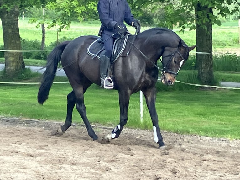 Koń hanowerski Klacz 12 lat 168 cm Ciemnogniada in Retschow