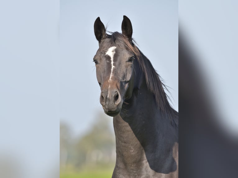 Koń hanowerski Klacz 12 lat 168 cm Ciemnogniada in Retschow