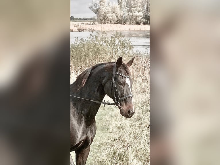 Koń hanowerski Klacz 12 lat 168 cm Ciemnogniada in Retschow