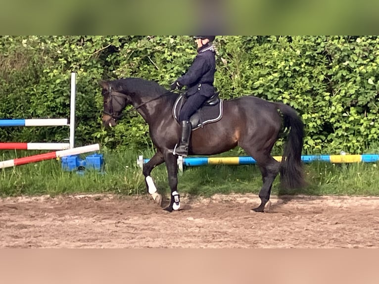 Koń hanowerski Klacz 12 lat 168 cm Ciemnogniada in Retschow