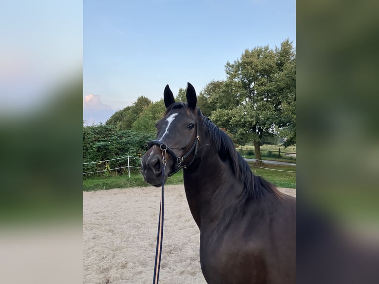 Koń hanowerski Klacz 12 lat 168 cm Ciemnogniada in Retschow