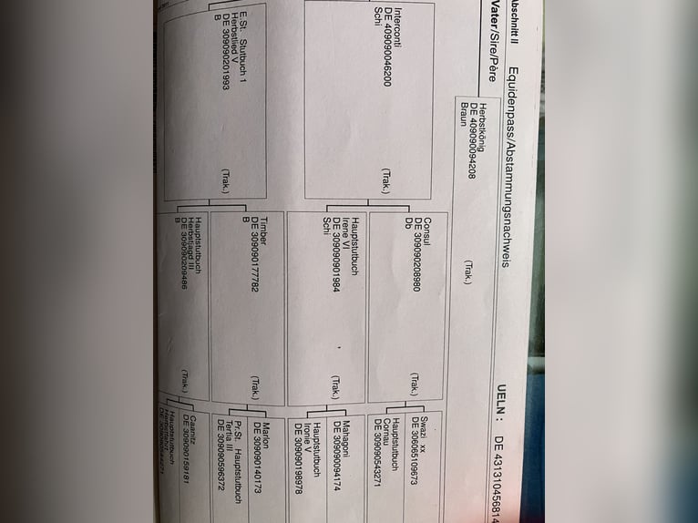 Koń hanowerski Klacz 12 lat 168 cm Ciemnogniada in Retschow