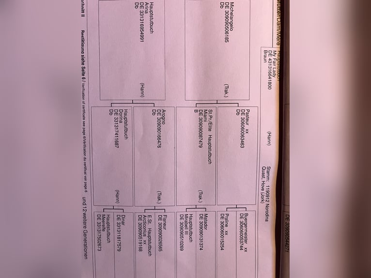 Koń hanowerski Klacz 12 lat 168 cm Ciemnogniada in Retschow