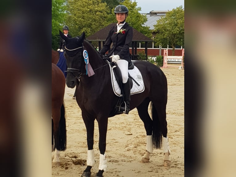 Koń hanowerski Klacz 12 lat 168 cm Kara in Münster