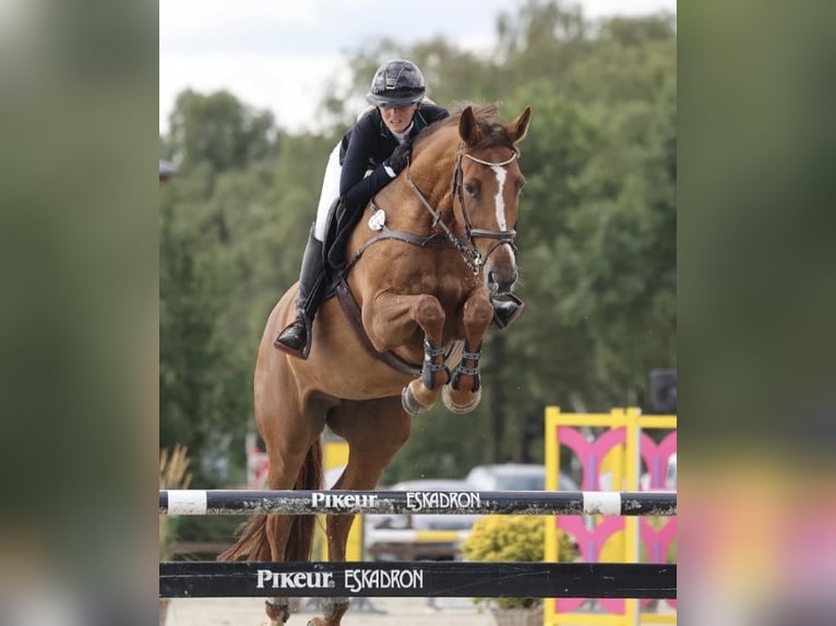 Koń hanowerski Klacz 12 lat 168 cm Kasztanowata in Ritterhude