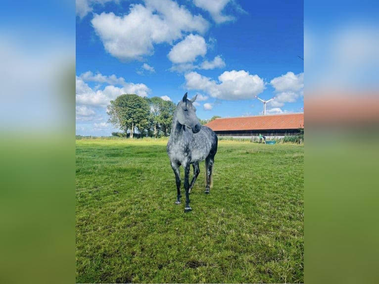 Koń hanowerski Klacz 12 lat 168 cm Siwa in Dornum