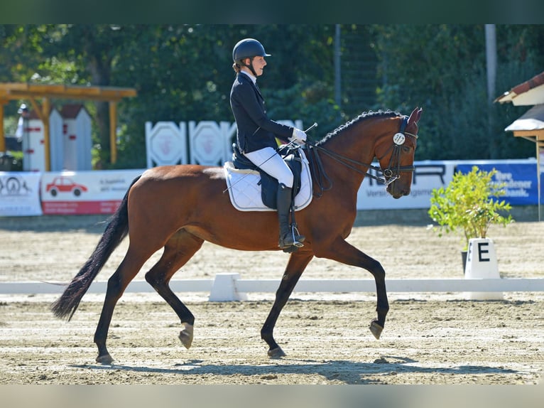 Koń hanowerski Klacz 12 lat 169 cm Gniada in Riedstadt