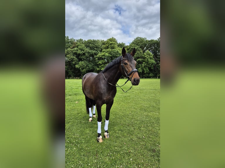 Koń hanowerski Klacz 12 lat 170 cm Ciemnogniada in Wesel