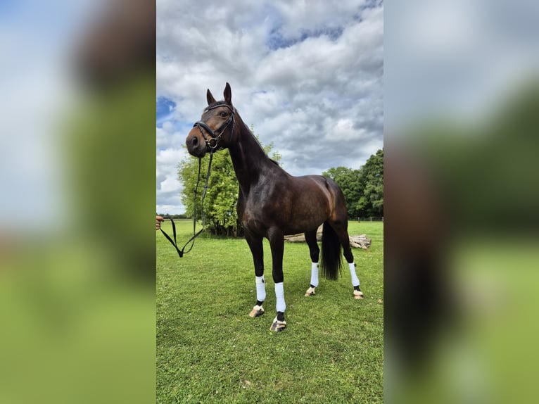 Koń hanowerski Klacz 12 lat 170 cm Ciemnogniada in Wesel