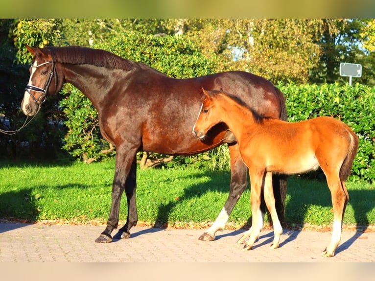 Koń hanowerski Klacz 12 lat 170 cm Gniada in Selsingen