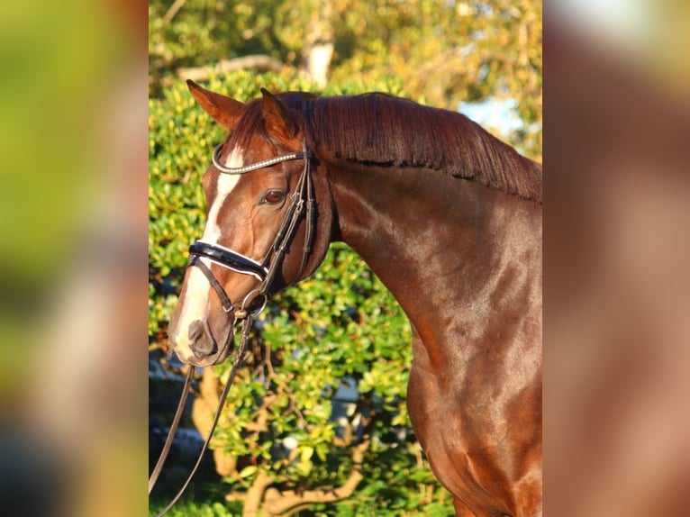 Koń hanowerski Klacz 12 lat 170 cm Gniada in Selsingen