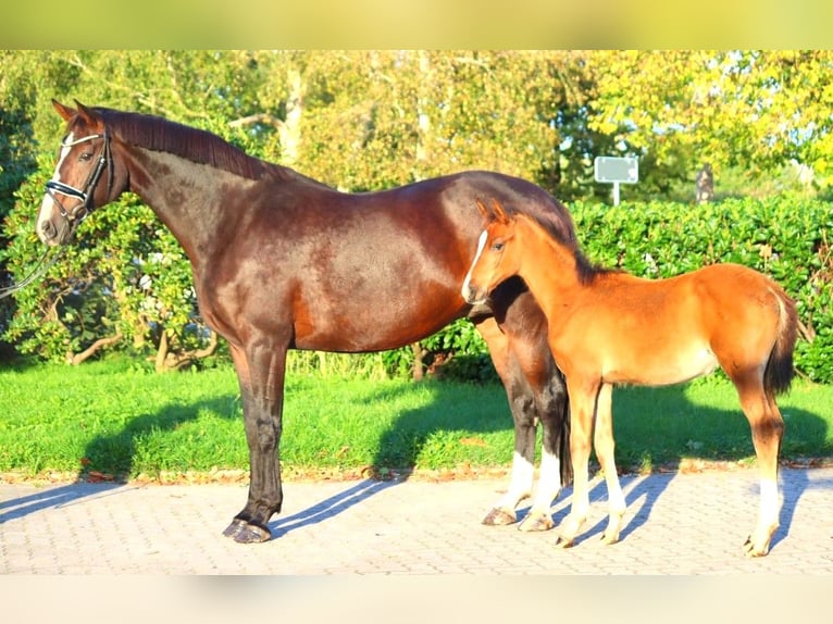 Koń hanowerski Klacz 12 lat 170 cm Gniada in Selsingen