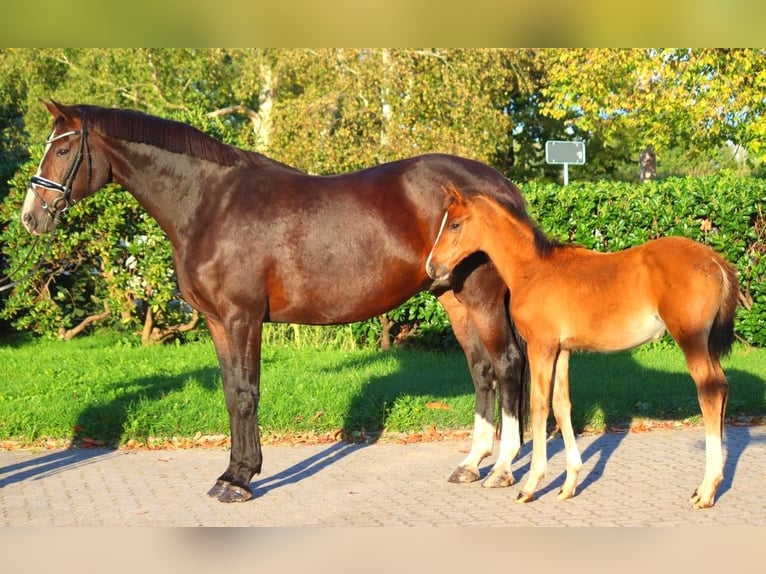 Koń hanowerski Klacz 12 lat 170 cm Gniada in Selsingen