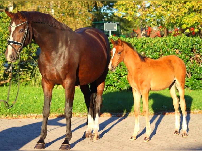 Koń hanowerski Klacz 12 lat 170 cm Gniada in Selsingen