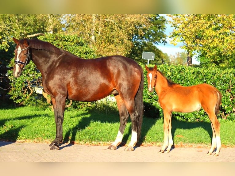 Koń hanowerski Klacz 12 lat 170 cm Gniada in Selsingen