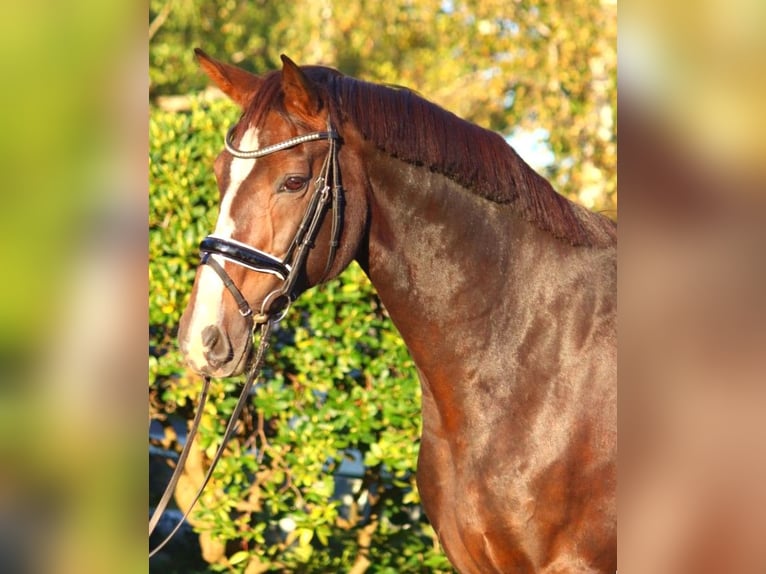 Koń hanowerski Klacz 12 lat 170 cm Gniada in Selsingen