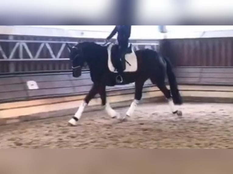 Koń hanowerski Klacz 12 lat 170 cm Gniada in Neustadt am Rübenberge