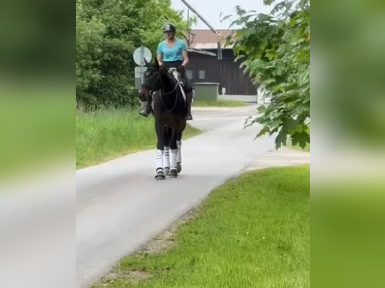 Koń hanowerski Klacz 12 lat 170 cm Gniada in Neustadt am Rübenberge