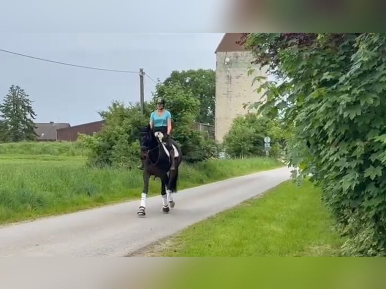 Koń hanowerski Klacz 12 lat 170 cm Gniada in Neustadt am Rübenberge
